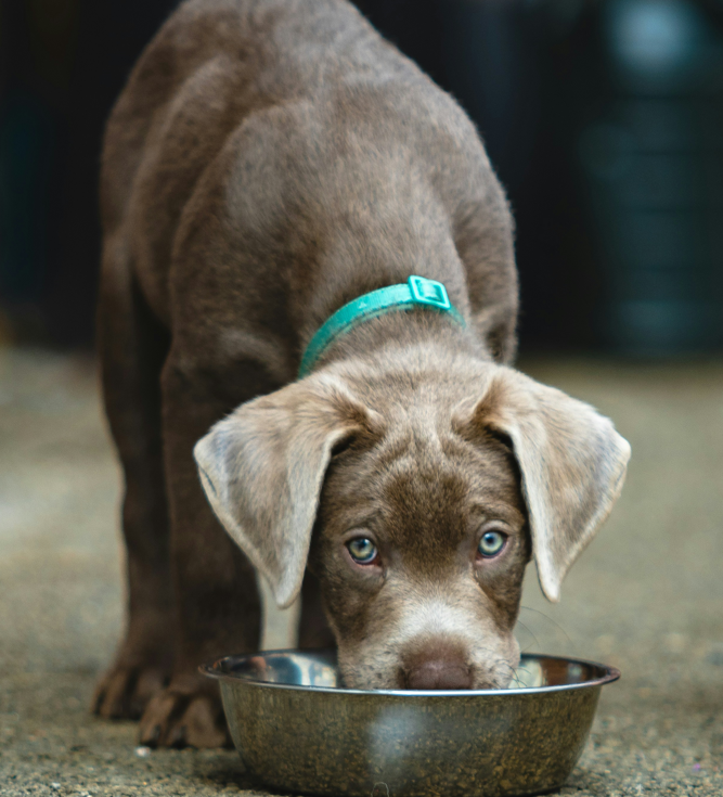 Top Homemade Diet Recipes for Dogs with IBS, IBD, and Colitis