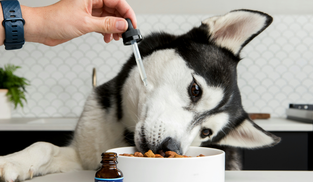 Essential Supplements to Add to Homemade Dog Food