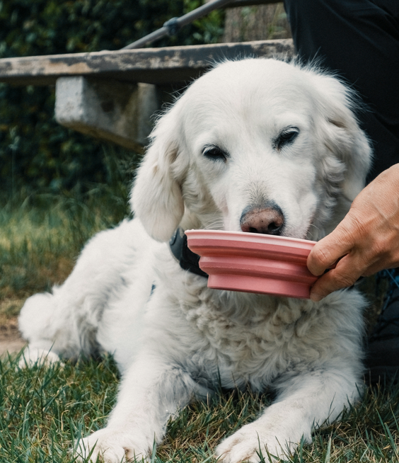 Feeding a Dog with Diarrhea: 8 Foods That Help Soothe the Stomach