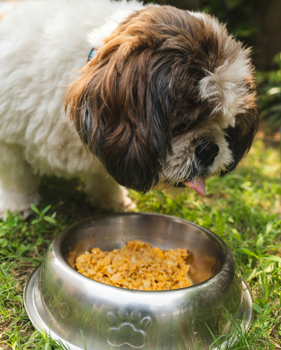 Comforting Food for Dogs with Diarrhea: Boiled Rice and Hamburger