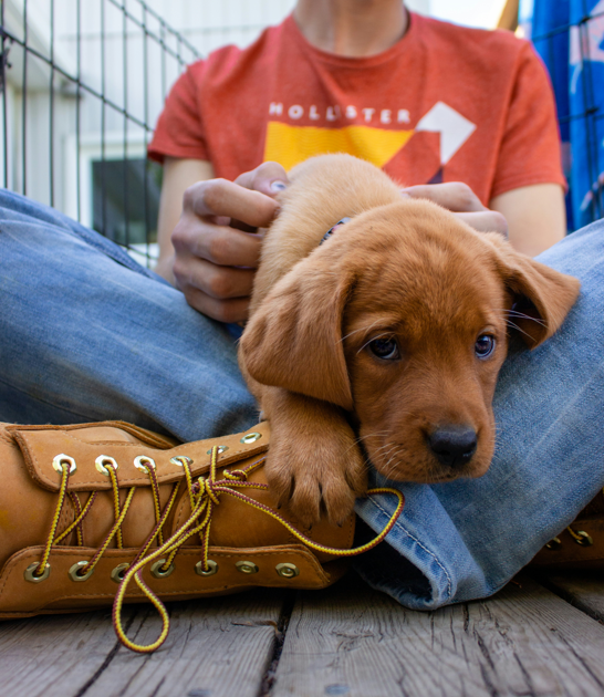 How Humans and Dogs Evolved Together
