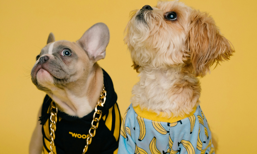 15 Most Expensive Dogs in the World