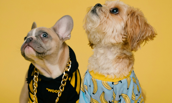 15 Most Expensive Dogs in the World