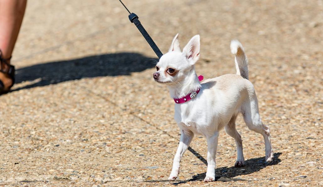 Top 10 Smallest Dogs in the World