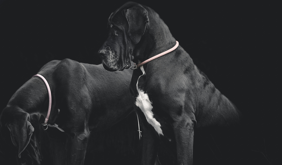 11 Biggest Dogs in the World