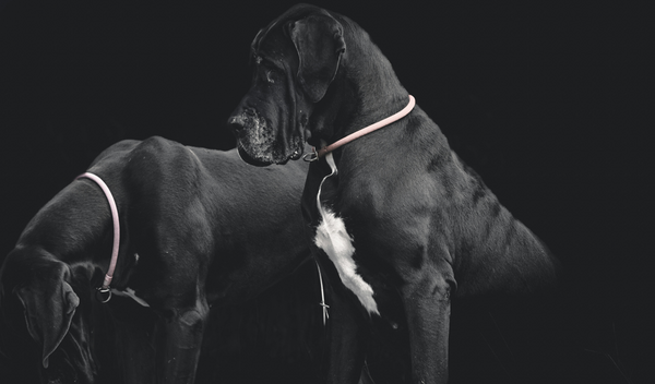 11 Biggest Dogs in the World