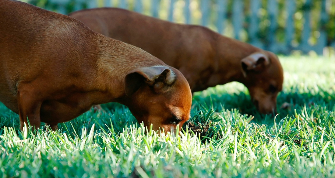 The Real Reason Dogs Eat Grass: Explained