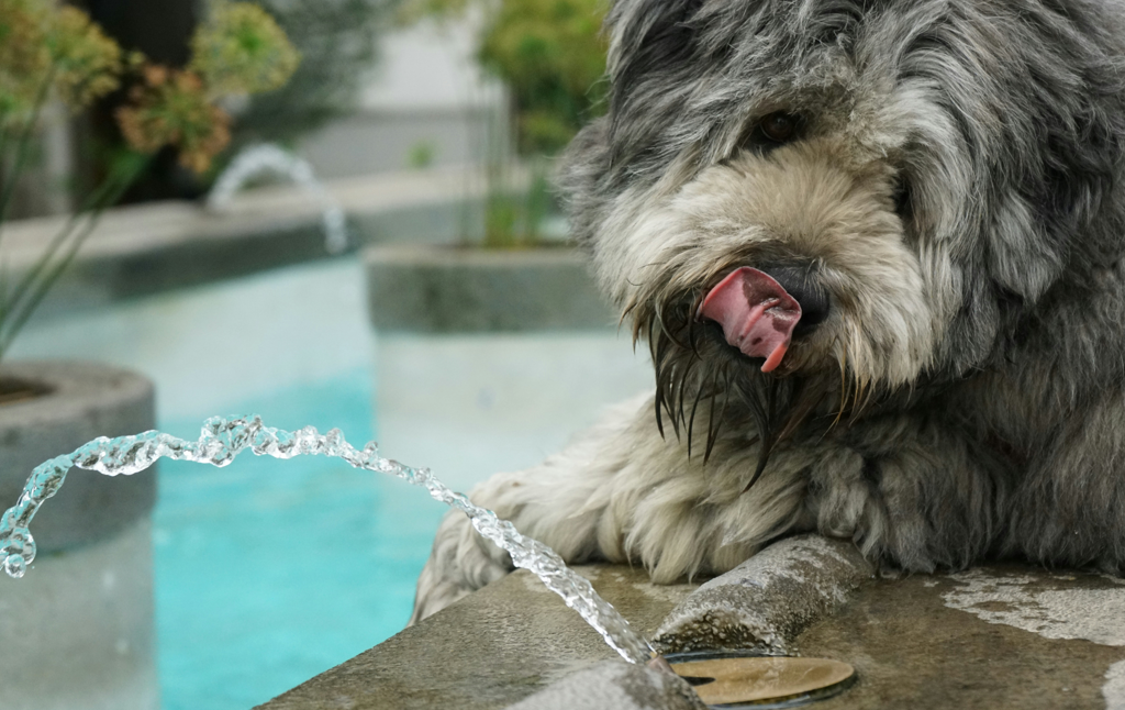 Simple Ways to Get Your Dog to Drink More Water
