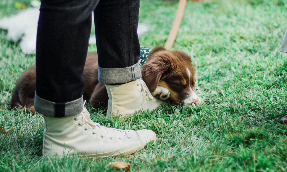 Is Your Dog Always on Your Feet? Here’s What It Really Means
